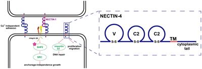 Therapeutic prospects of nectin-4 in cancer: applications and value